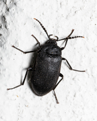 Penthe pimelia