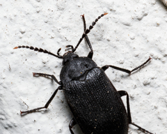 Penthe pimelia