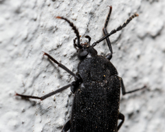 Penthe pimelia