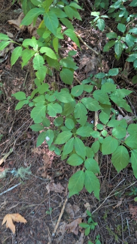 Euonymus occidentalis, photograph 2
