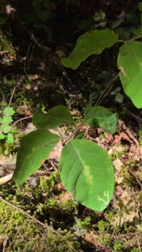 Lonicera ciliosa, photograph 4