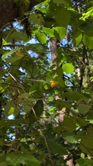 Lonicera ciliosa, photograph (c) Conquest, some rights reserved (CC BY)