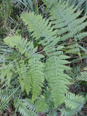 Dennstaedtia davallioides