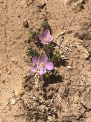 Phemeranthus brevifolius