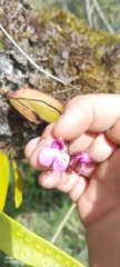 Comparettia falcata