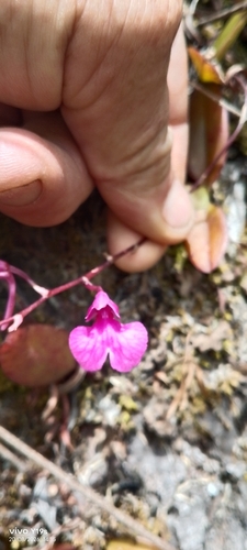 Comparettia falcata, photograph 2