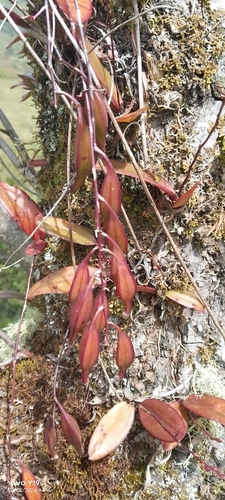 Comparettia falcata, photograph 3