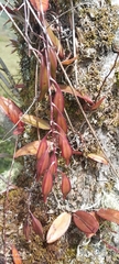 Comparettia falcata, photograph author not stated, no rights reserved