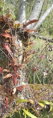 Comparettia falcata, photograph author not stated, no rights reserved