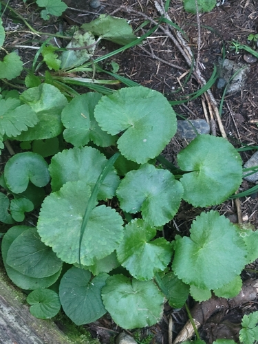 Caltha biflora, photograph 2