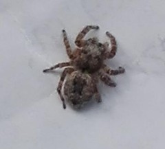 Salticinae