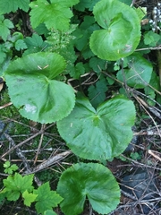 Caltha biflora, photograph author not stated, no rights reserved