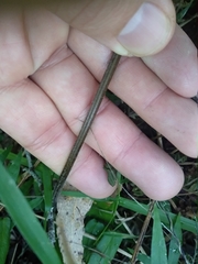 Dennstaedtia davallioides