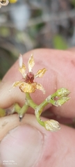 Cyrtochilum murinum