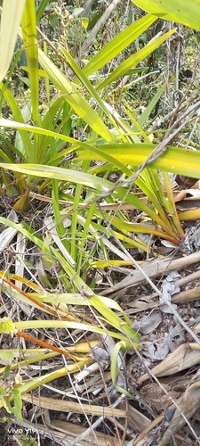 Cyrtochilum murinum, photograph 2