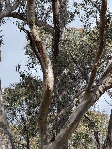 Striated Pardalote