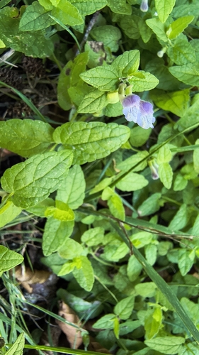 Marsh Skullcap