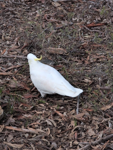 Sulphur-crested Cockatoo