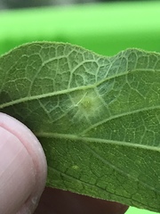 Pachypsylla celtidisasterisca