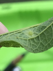 Pachypsylla celtidisasterisca