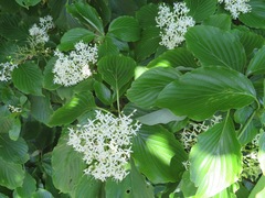 Cornus controversa