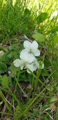 Viola alba