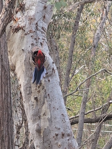 Crimson Rosella