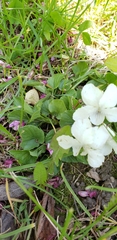 Viola alba