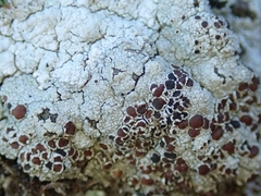 Lecanora pseudistera
