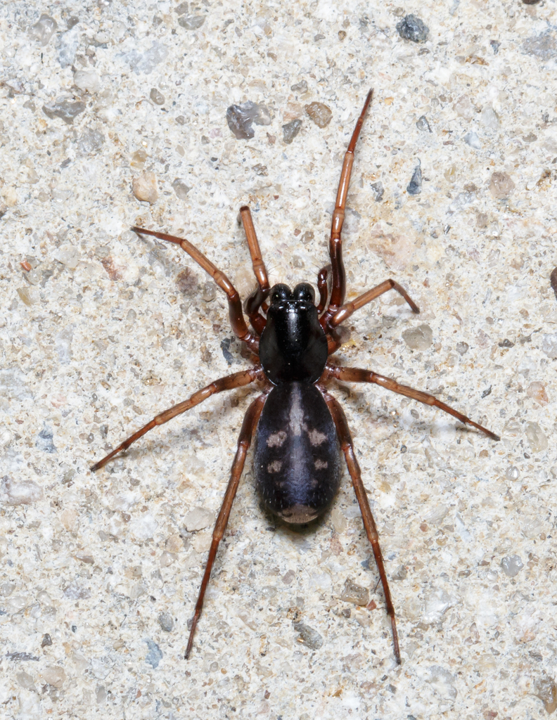 Antmimic spider