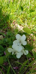 Viola alba