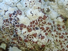 Lecanora pseudistera