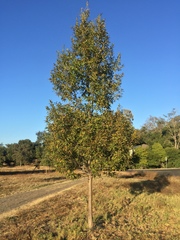 Quercus trojana