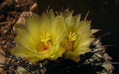 Chichimecactus corregidorae