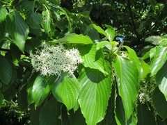 Cornus controversa
