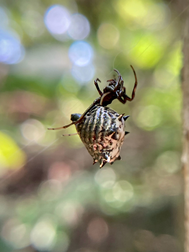 Spined Micrathena