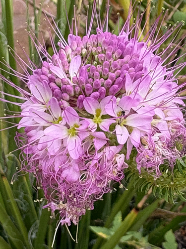 Rocky Mountain Beeplant