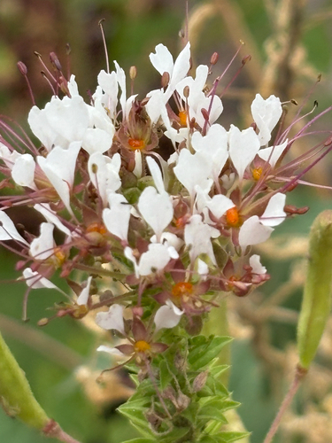 redwhisker clammyweed