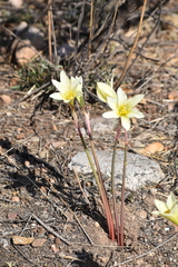 Zephyranthes concolor