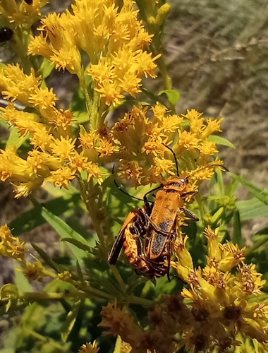 Goldenrod Soldier Beetle