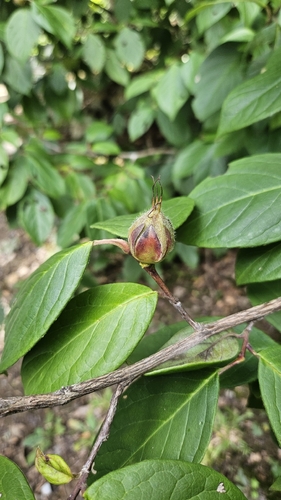 Stewartia ovata, 2026-08-20