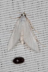 Leptosteges vestaliella