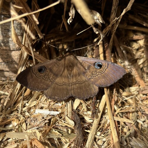 Southern Moon Moth