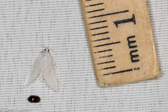 Leptosteges vestaliella