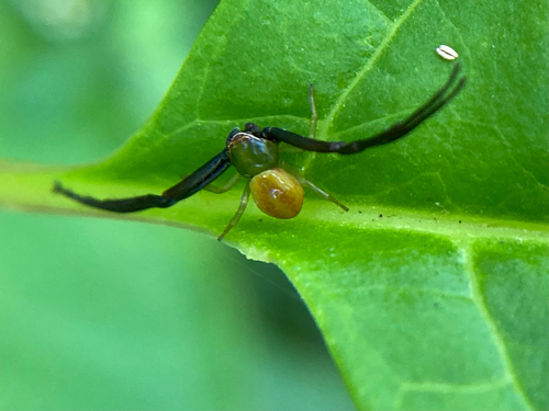 White-banded Crab Spider