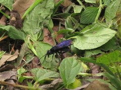 Anoplius depressipes