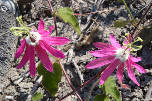 Passiflora sublanceolata