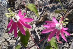 Passiflora sublanceolata
