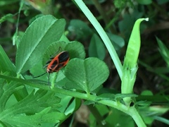 Arocatus melanostoma