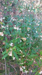 Phebalium woombye